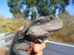 Australian Water Dragon (<i>Physignathus lesueurii</i>) Adult male